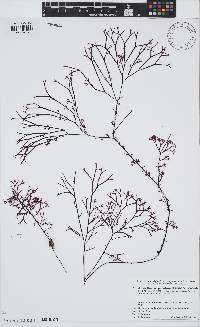Image of Besa paradoxa