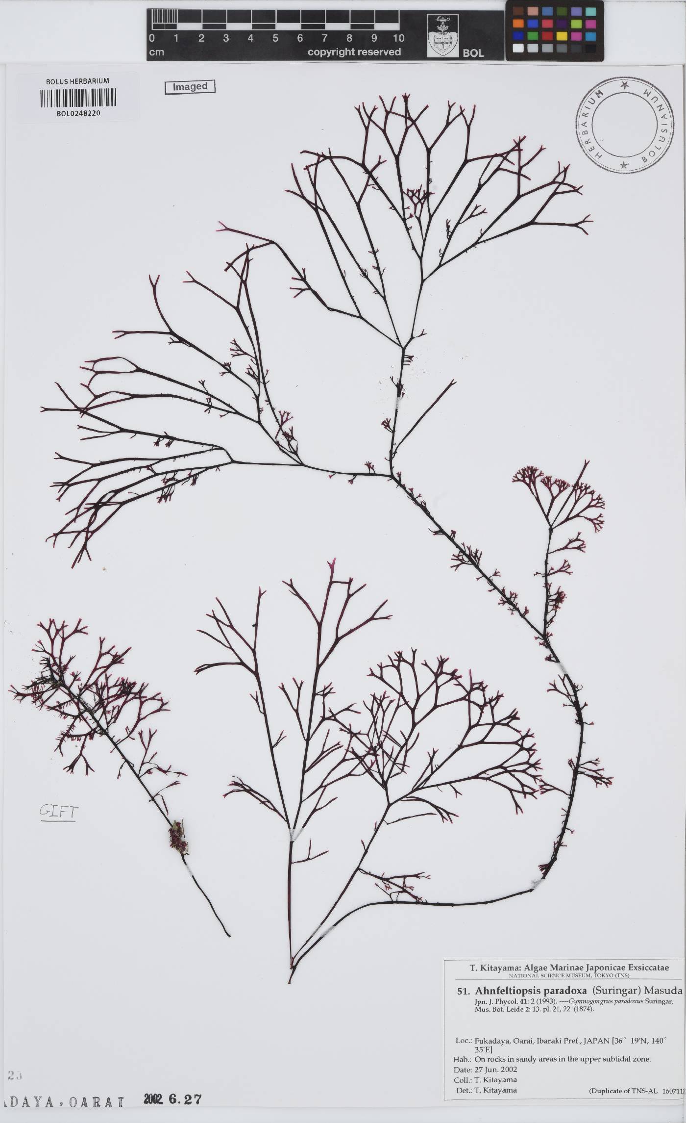 Besa paradoxa image
