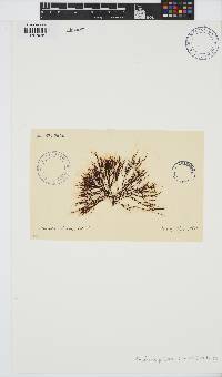 Ahnfeltia plicata image