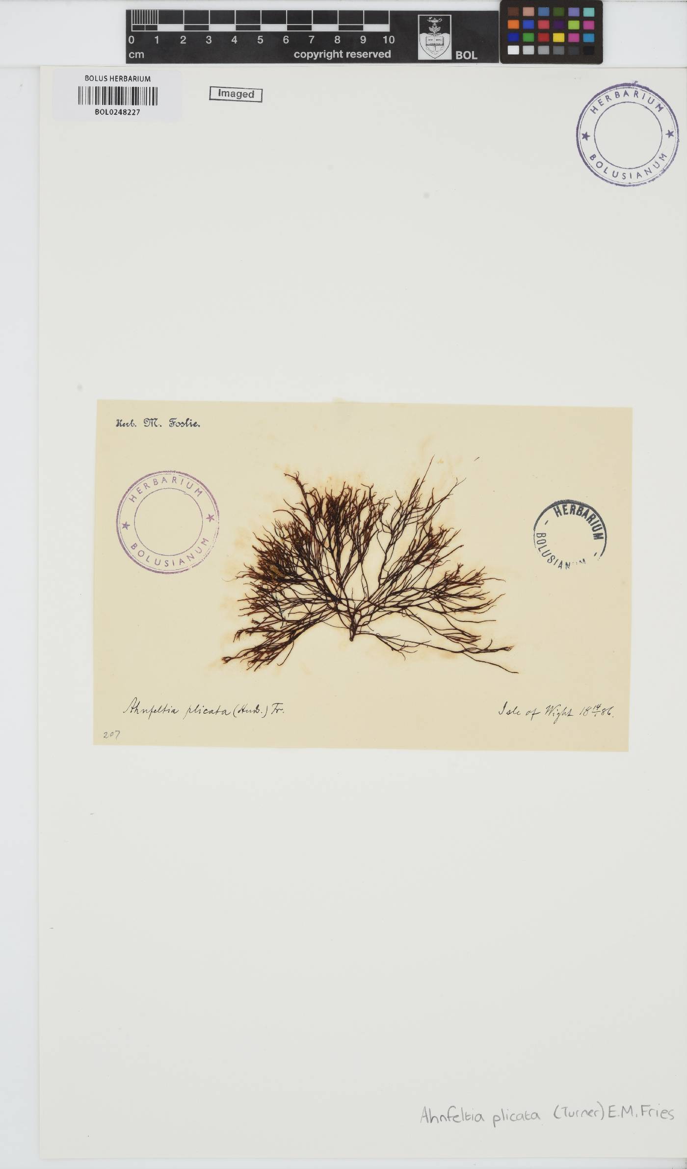 Ahnfeltia plicata image