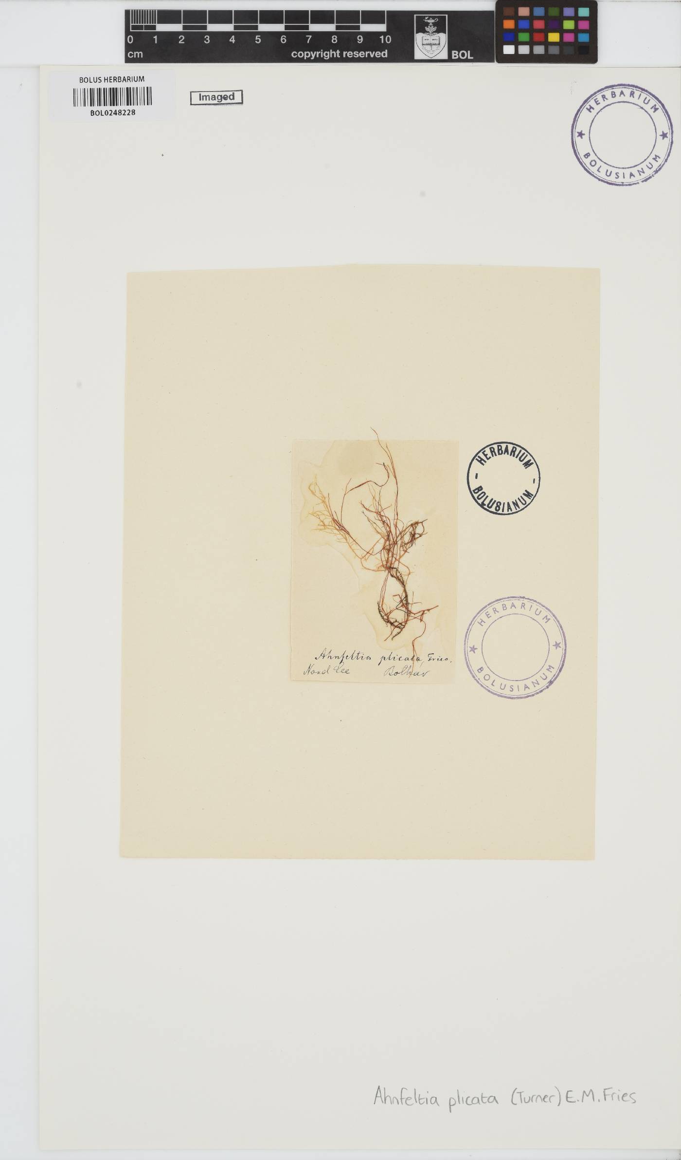 Ahnfeltia plicata image