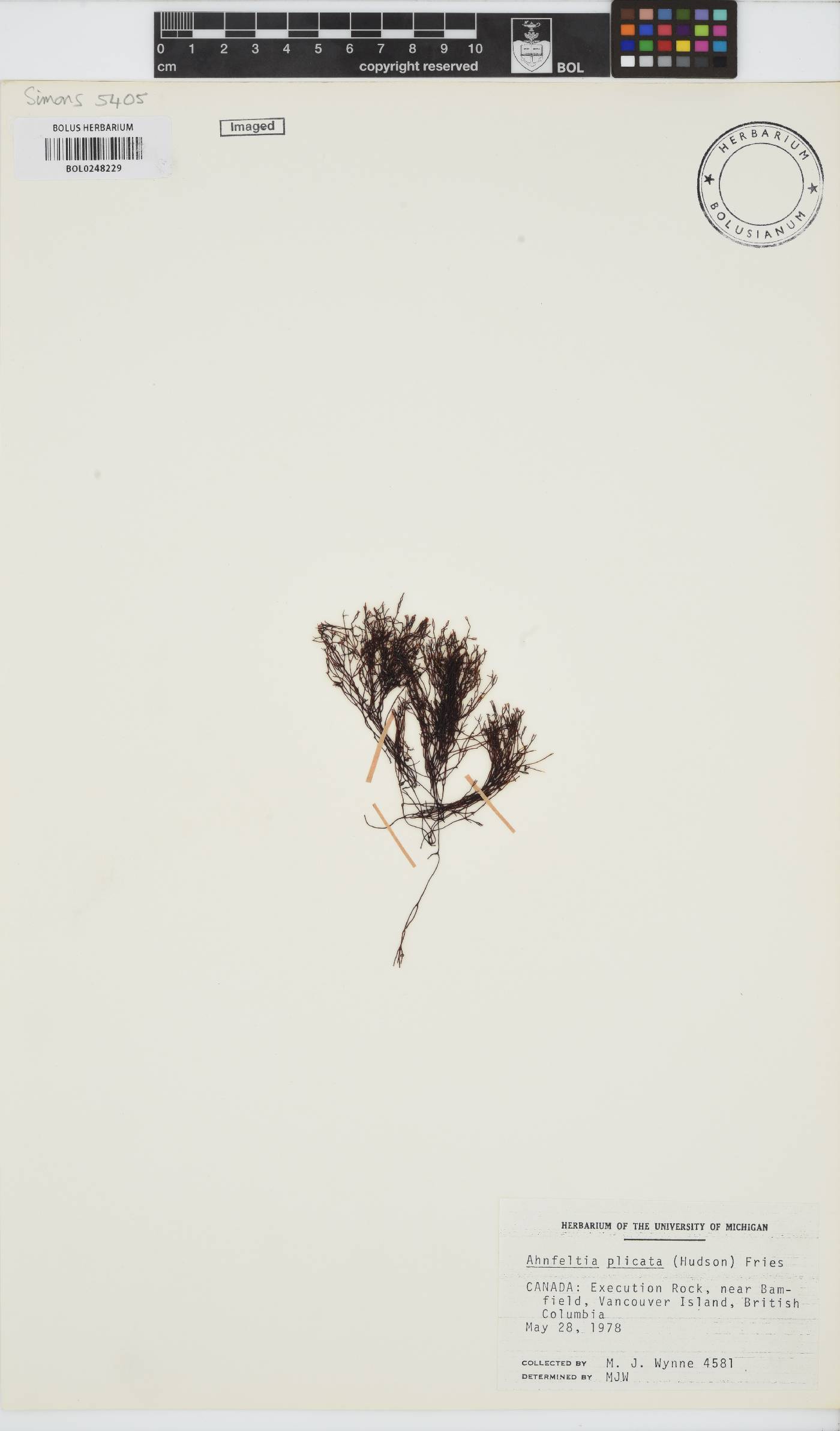 Ahnfeltia image