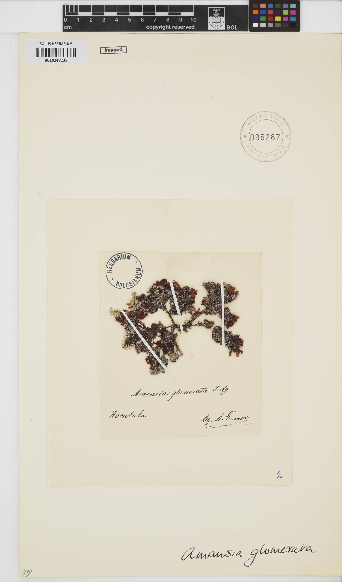 Amansia glomerata image