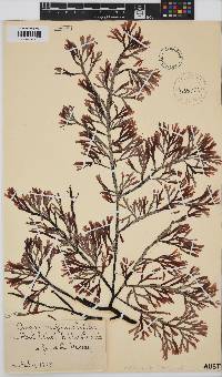 Image of Amansia pinnatifida
