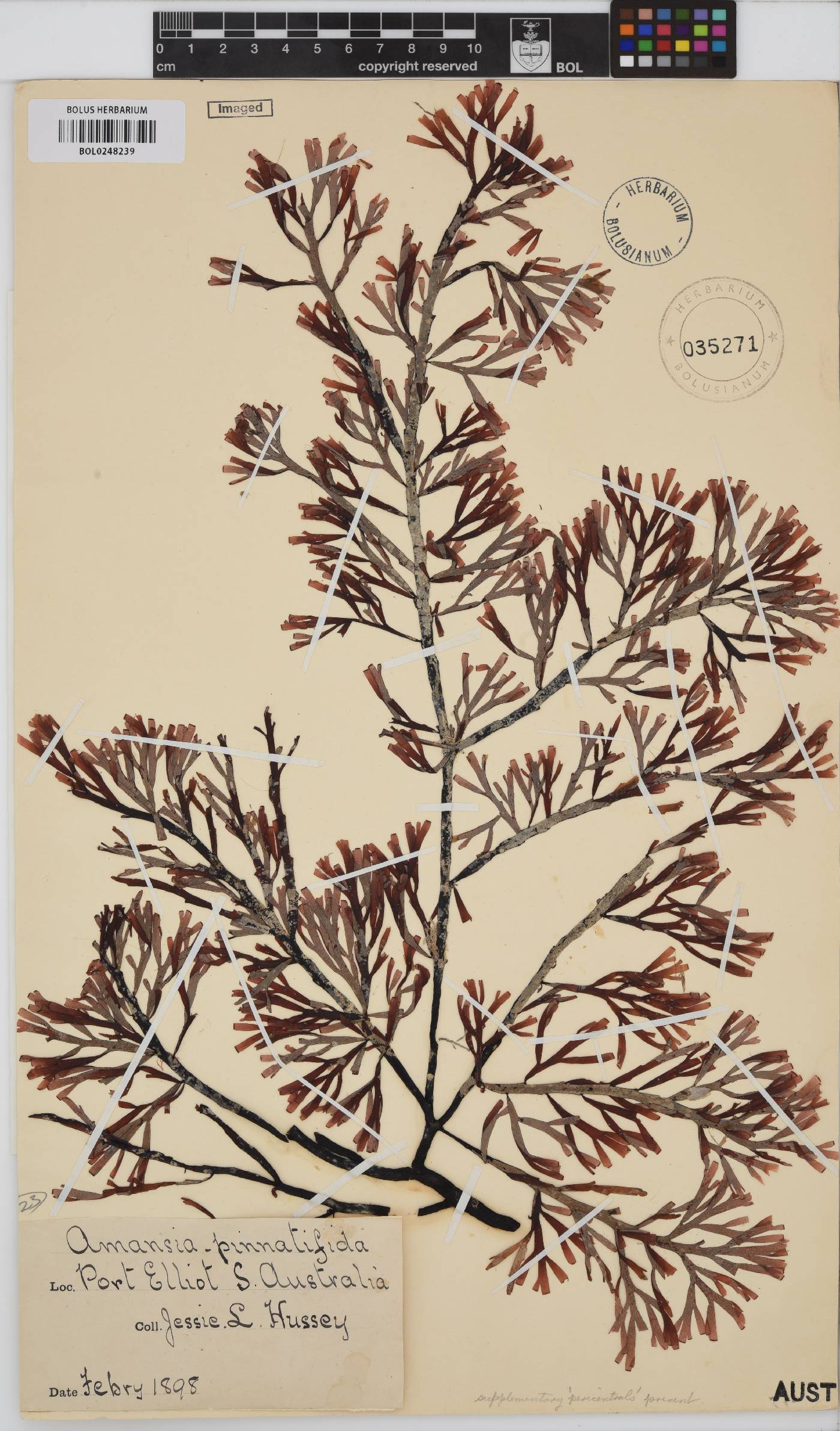 Amansia pinnatifida image