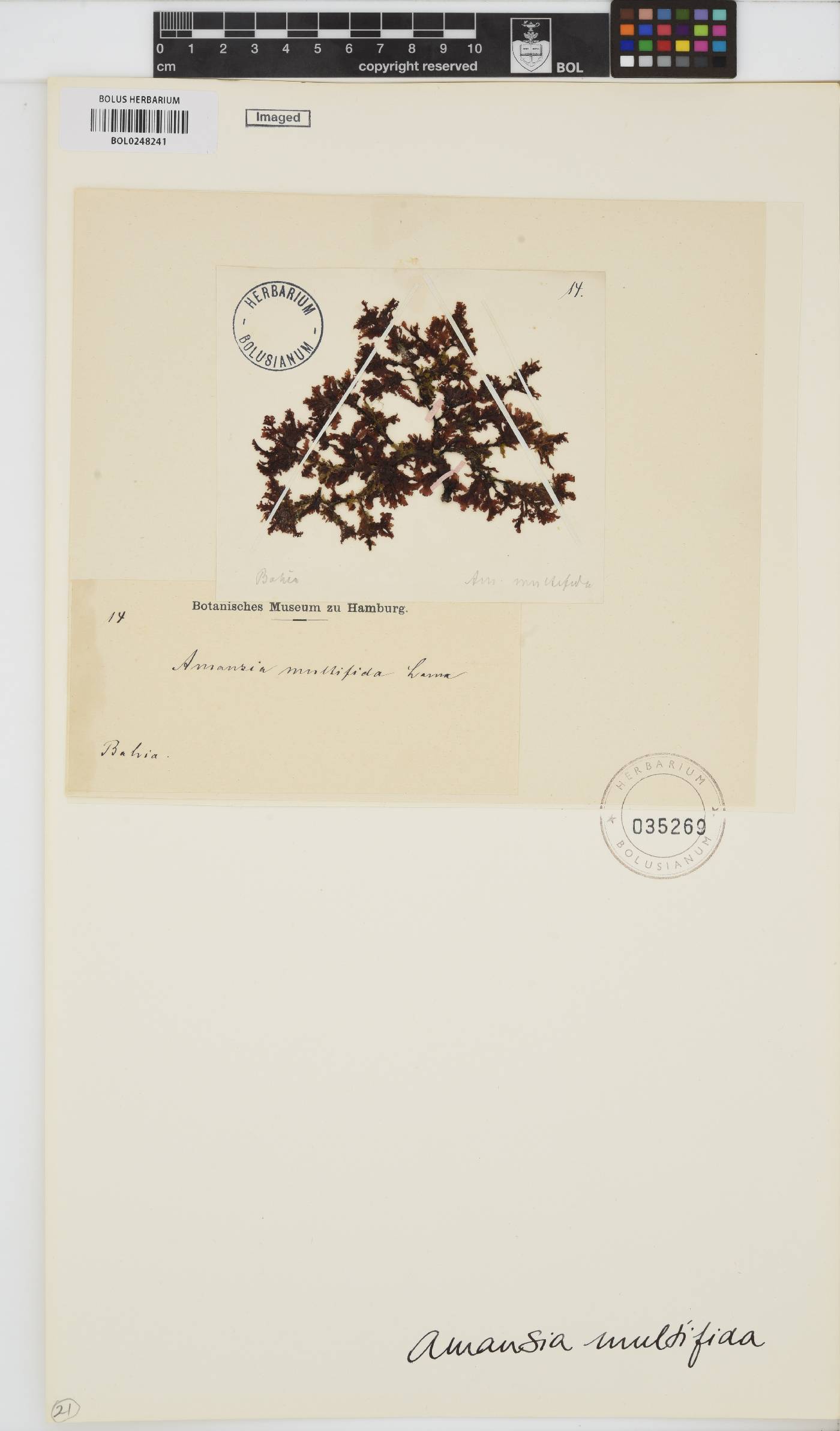 Amansia image