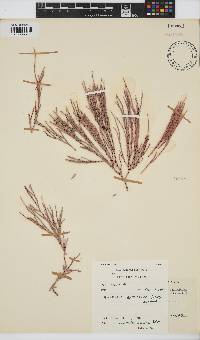 Amphiroa ephedraea image