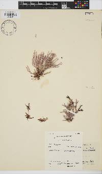 Amphiroa ephedraea image