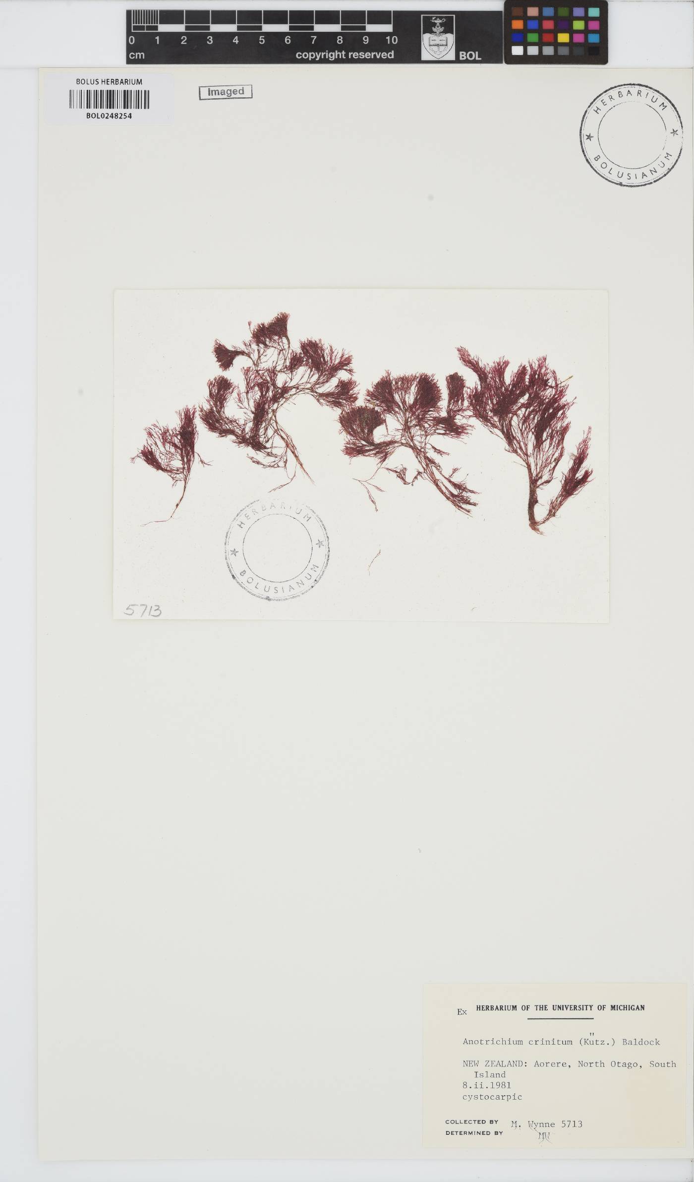 Anotrichium crinitum image