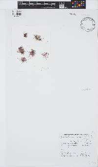 Anotrichium tenue image