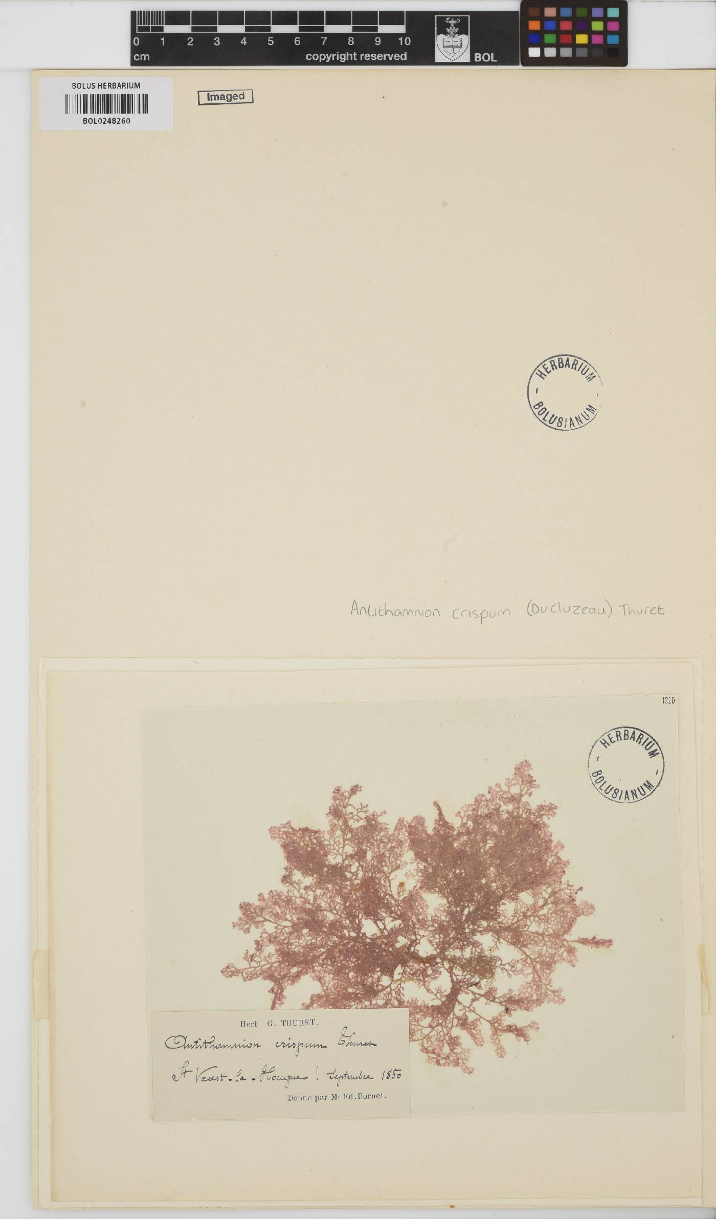 Pterothamnion crispum image
