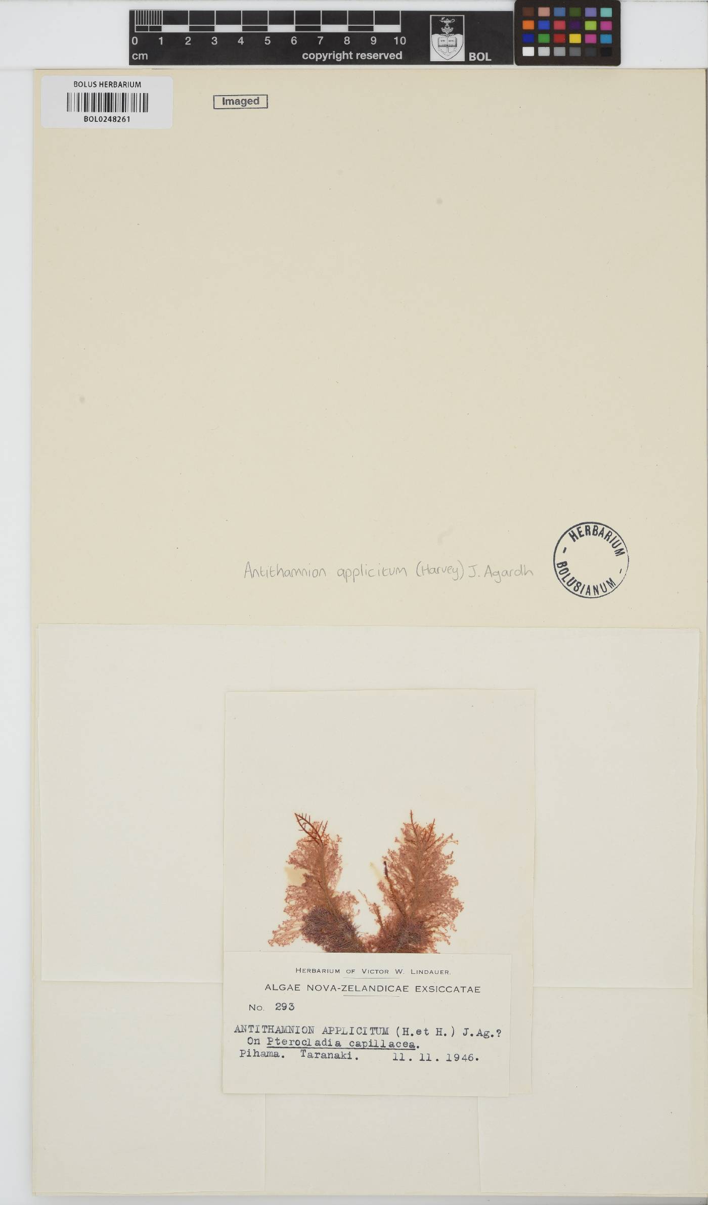 Antithamnion pectinatum image