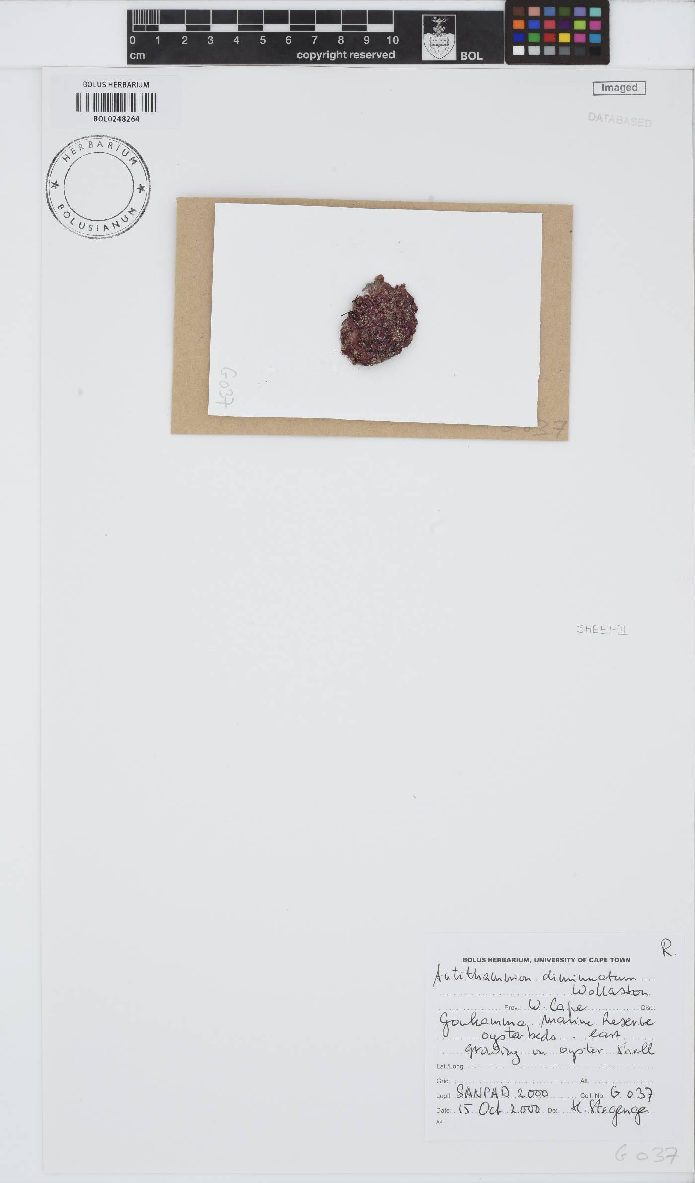 Antithamnion diminuatum image