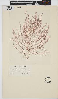 Image of Antithamnion plumula