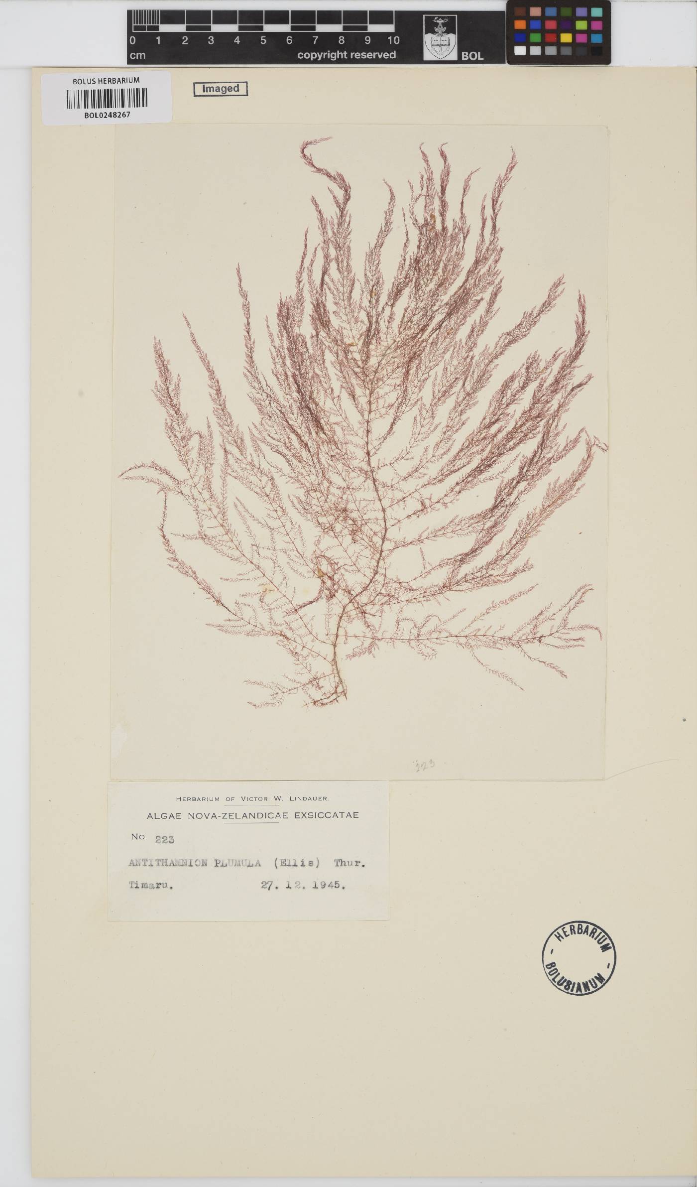 Antithamnion plumula image