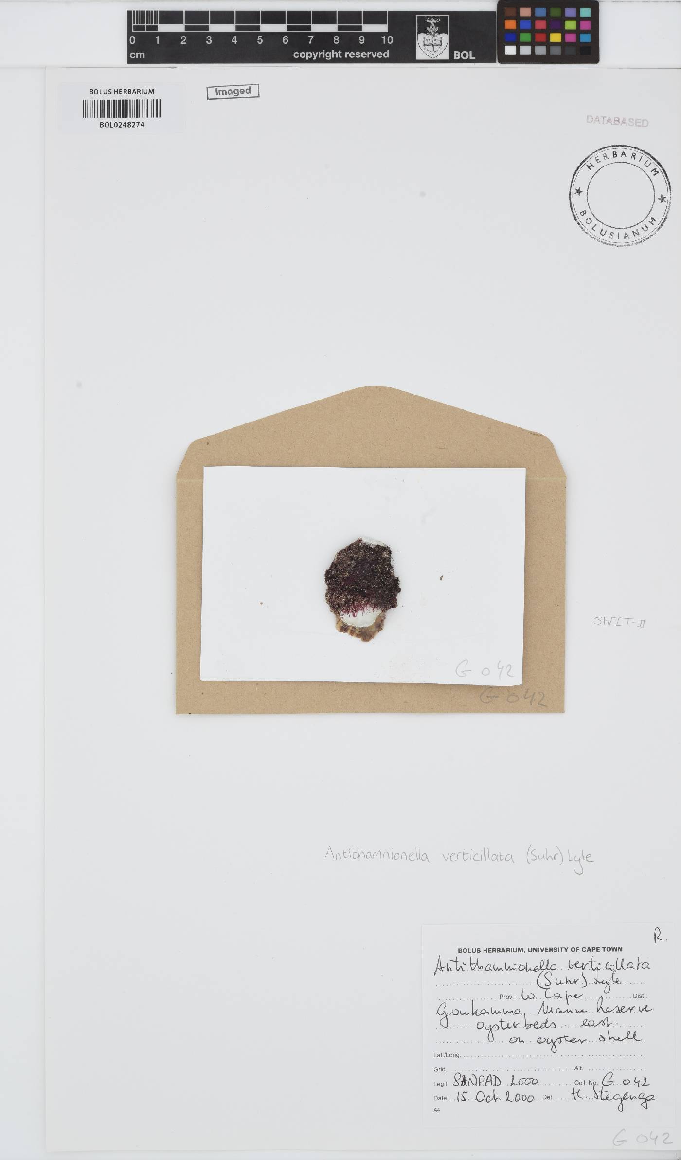 Antithamnionella image