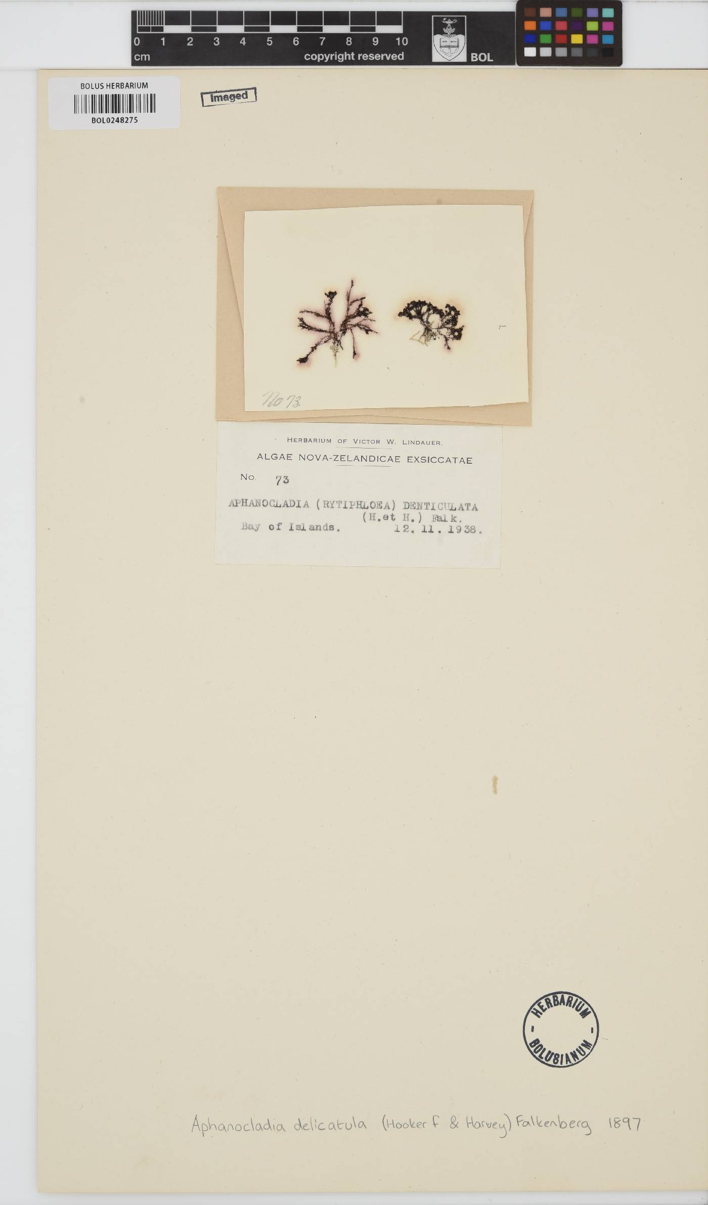 Aphanocladia delicatula image