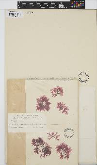 Image of Apoglossum oppositifolium
