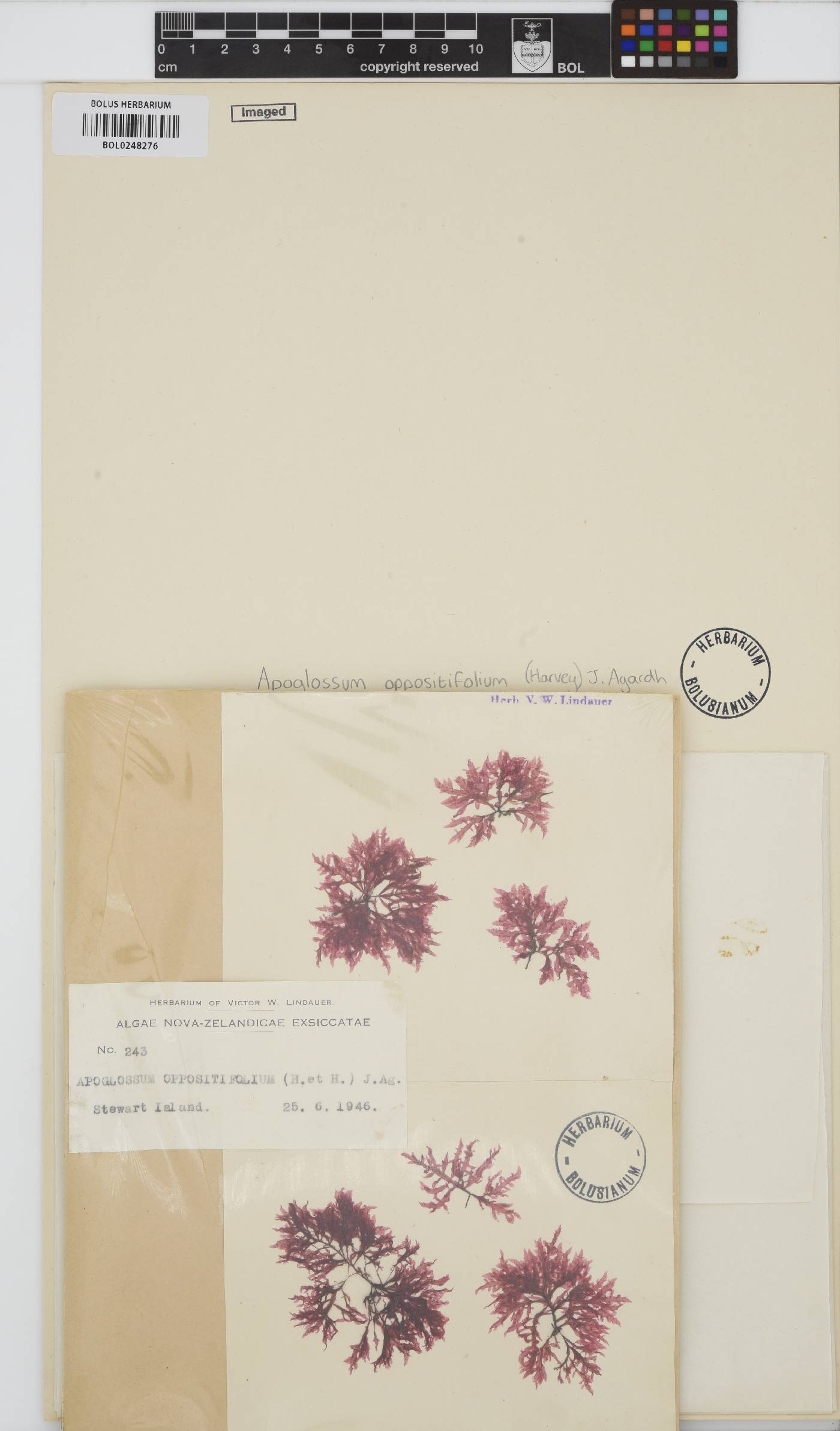 Apoglossum oppositifolium image