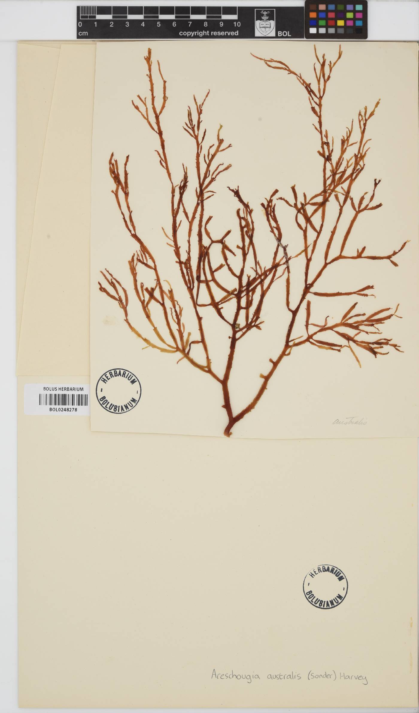 Nizymenia conferta image