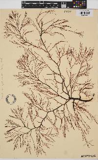 Areschougia congesta image
