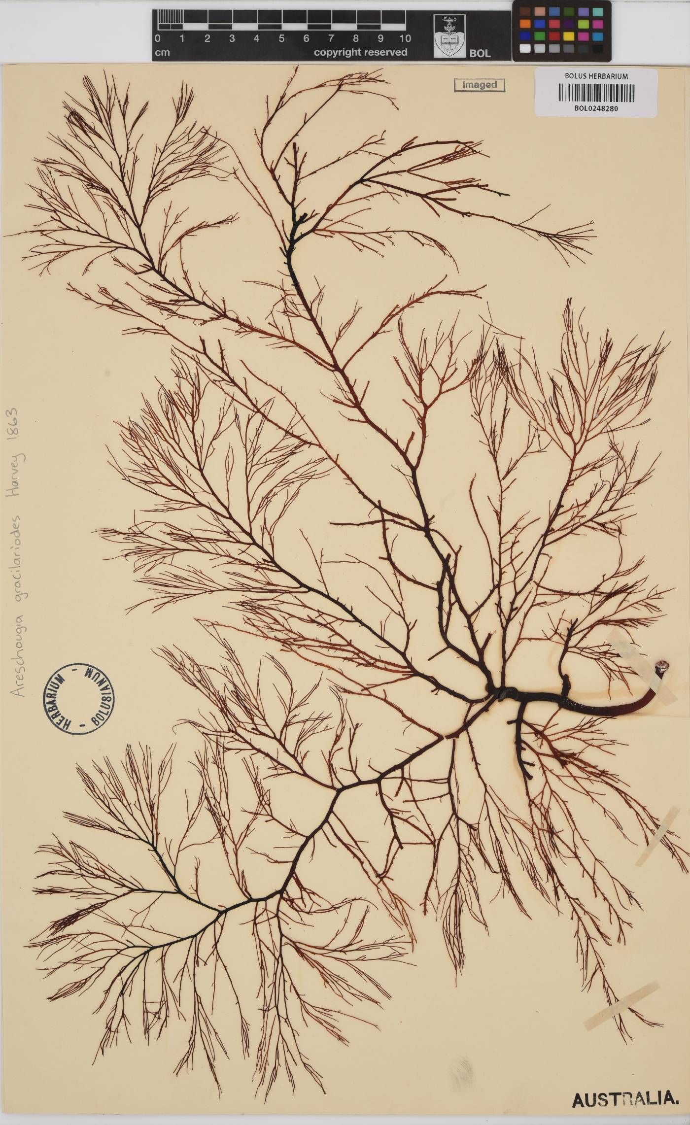 Areschougia congesta image