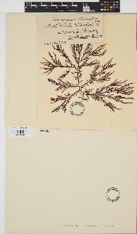 Image of Areschougia stuartii