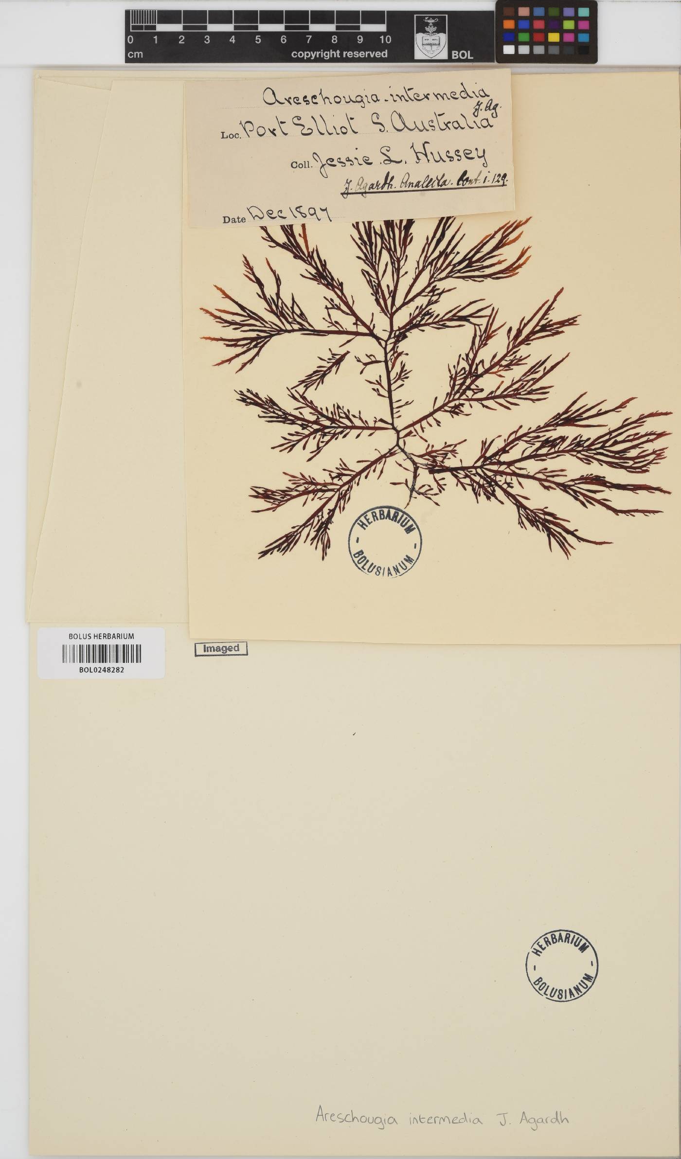 Areschougia stuartii image
