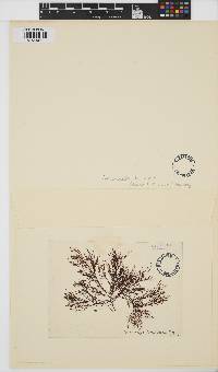 Areschougia congesta image
