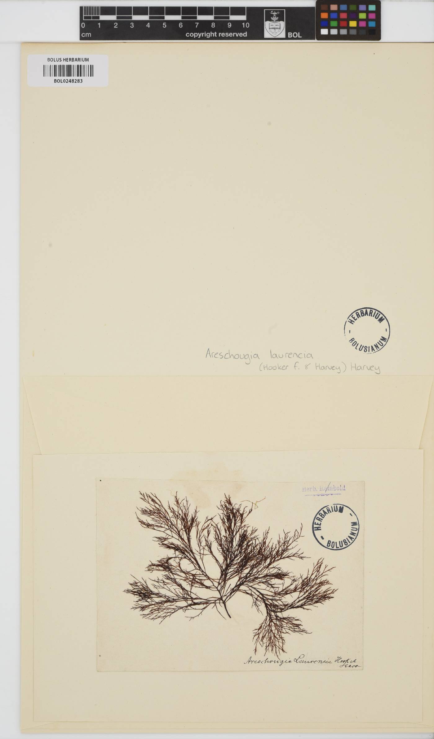 Areschougia congesta image