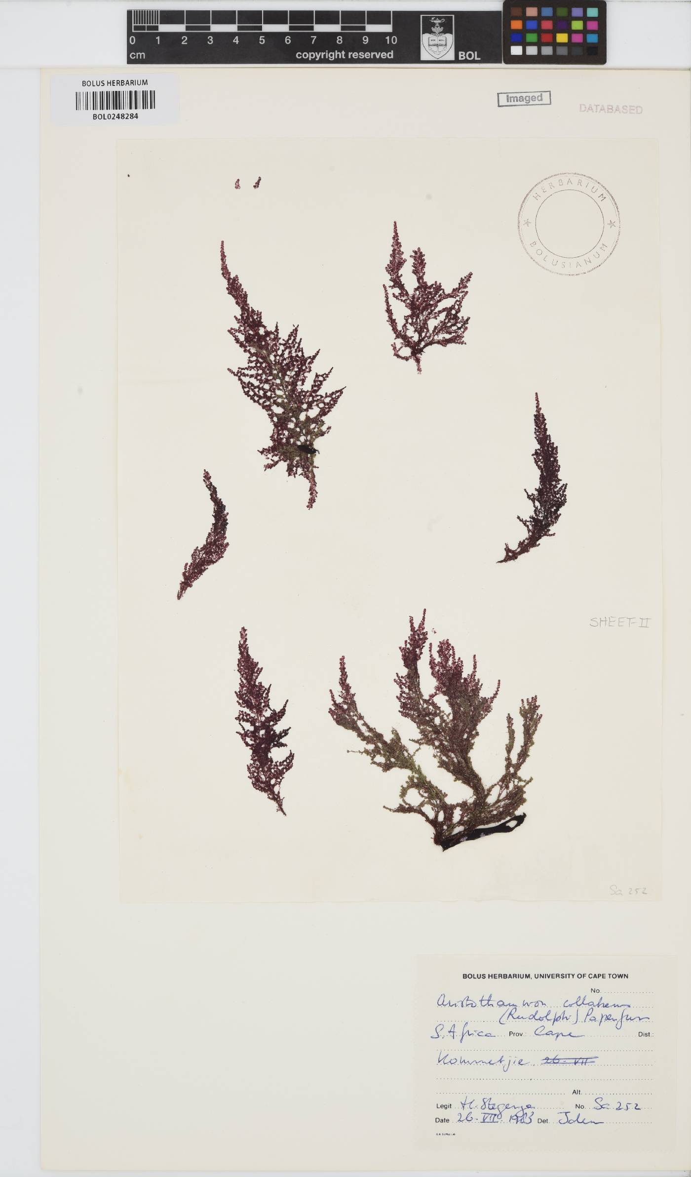 Callithamnion collabens image