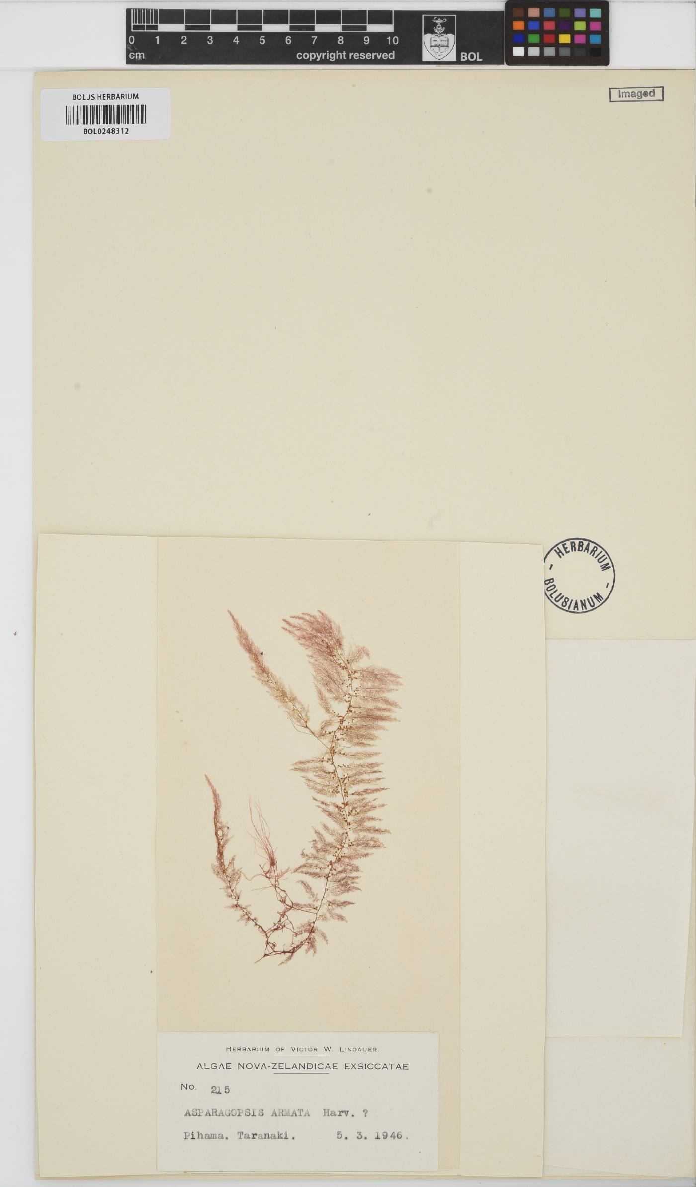 Asparagopsis armata image