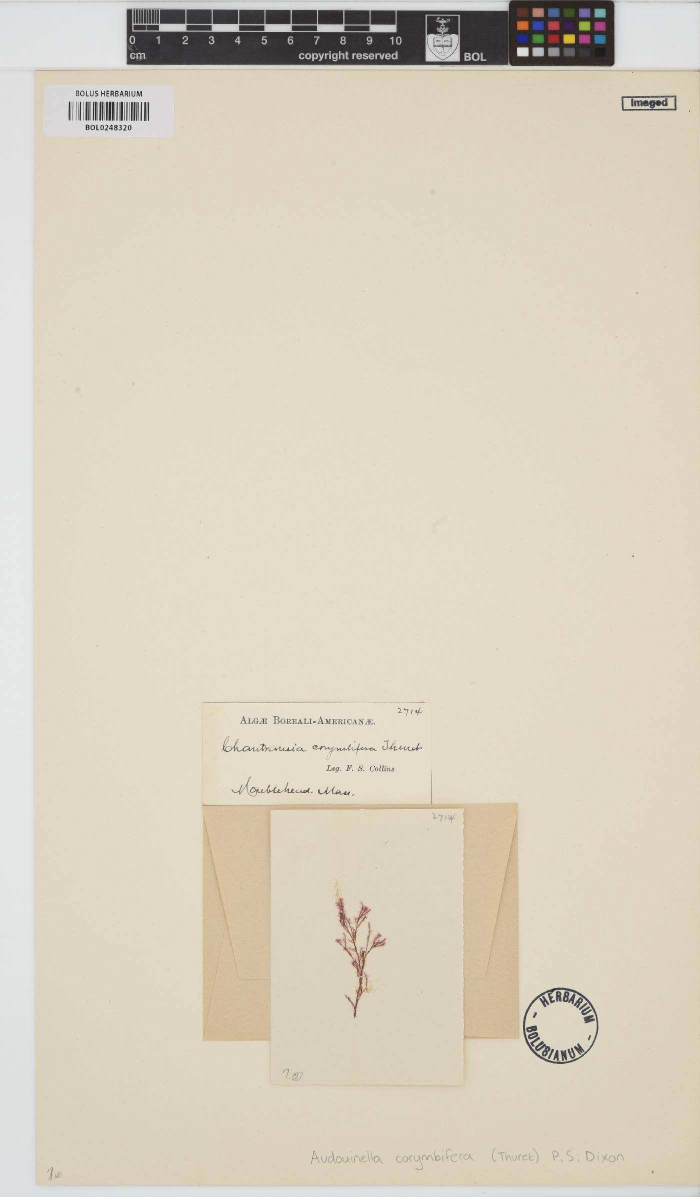 Colaconema corymbiferum image