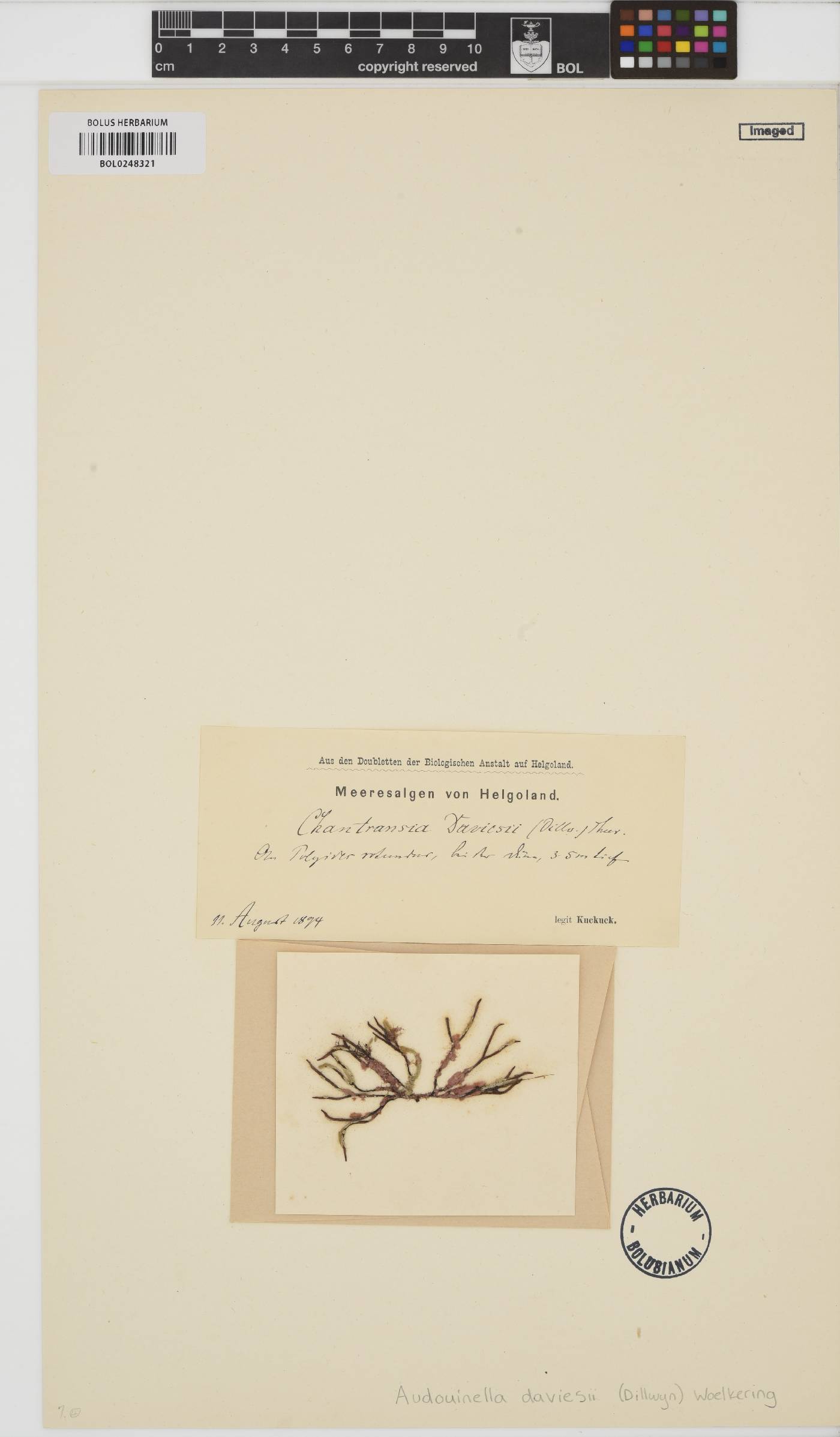 Colaconema daviesii image