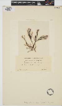 Acrochaetium secundatum image