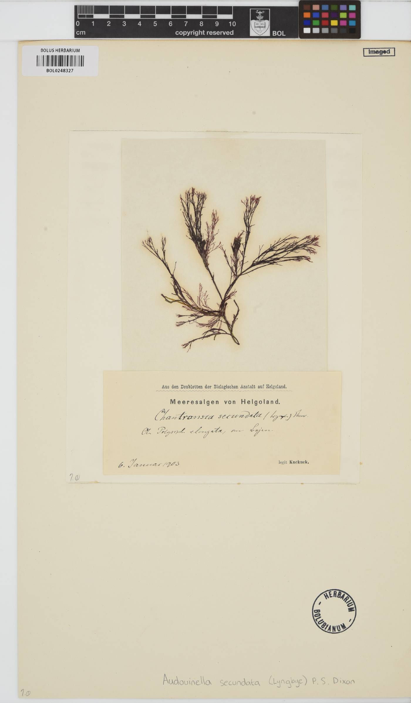 Acrochaetium secundatum image