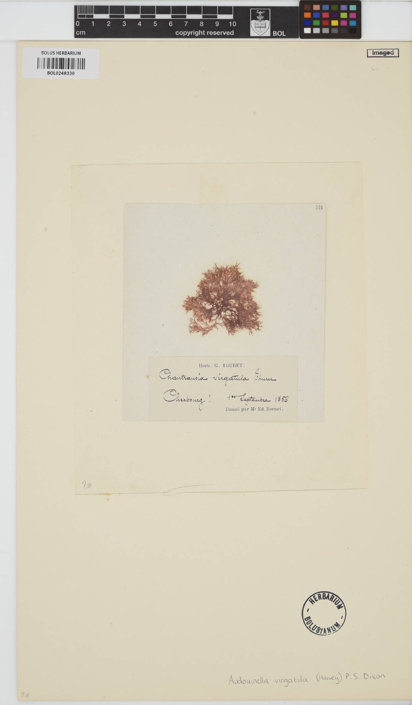 Acrochaetiaceae image