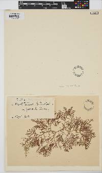 Image of Inkyuleea mariana