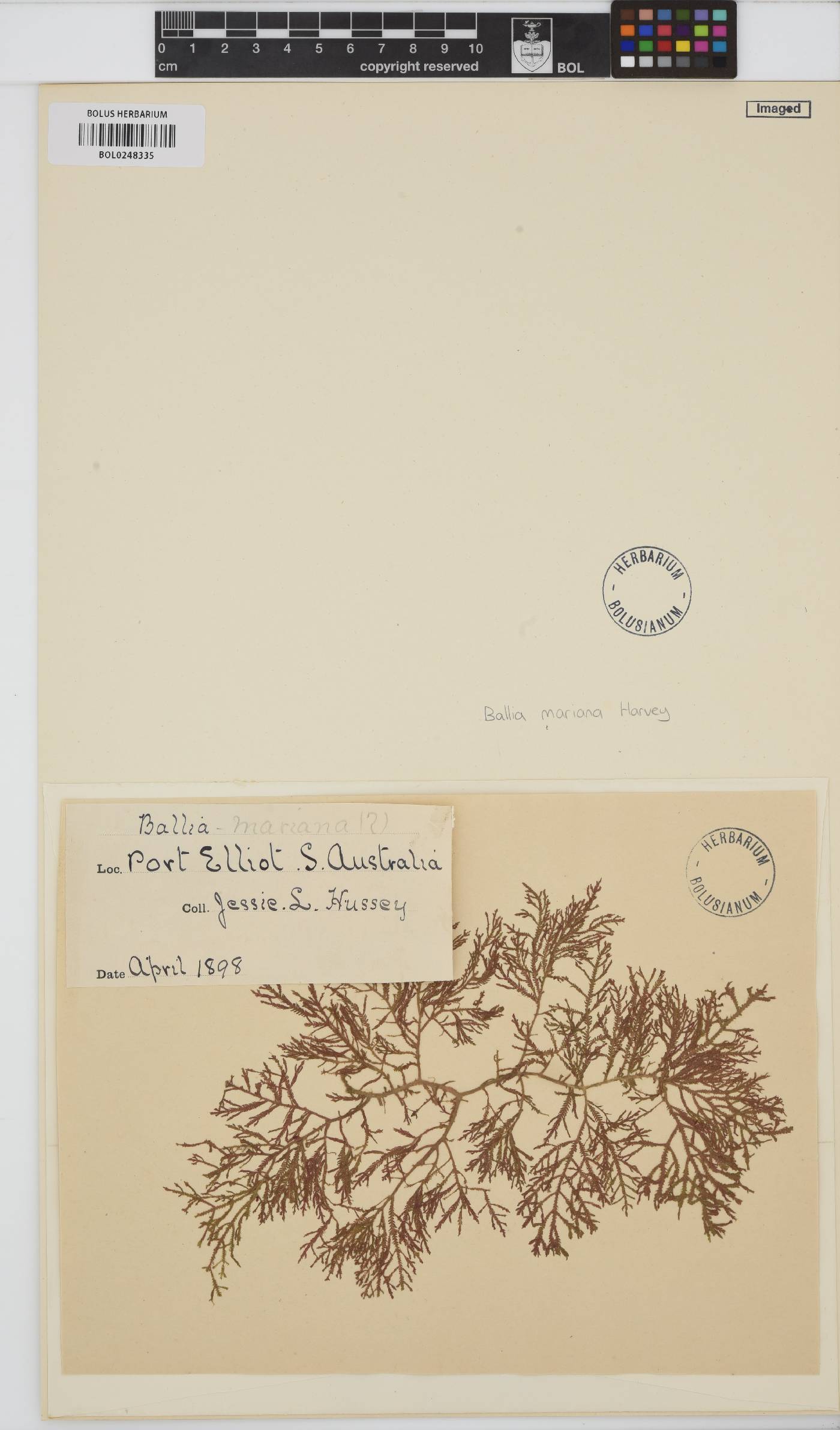 Inkyuleea mariana image