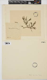 Image of Ballia ballioides