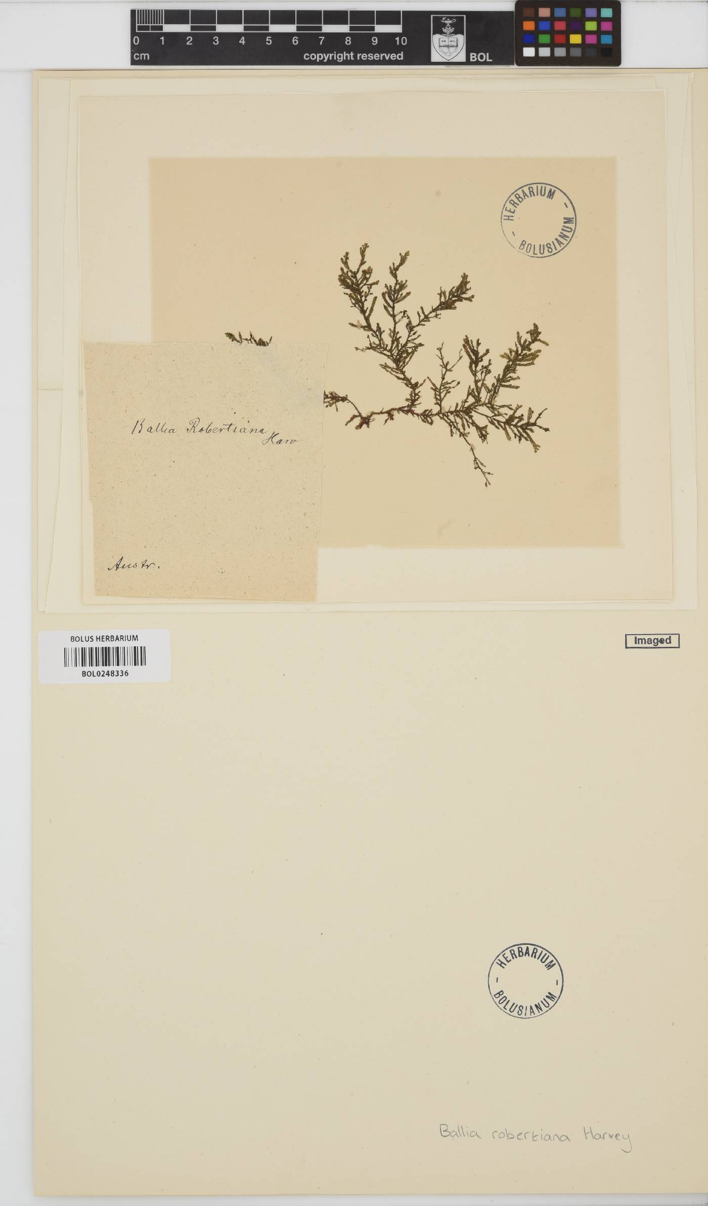 Ballia ballioides image