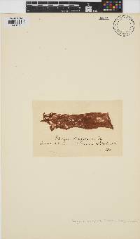 Bangia atropurpurea image