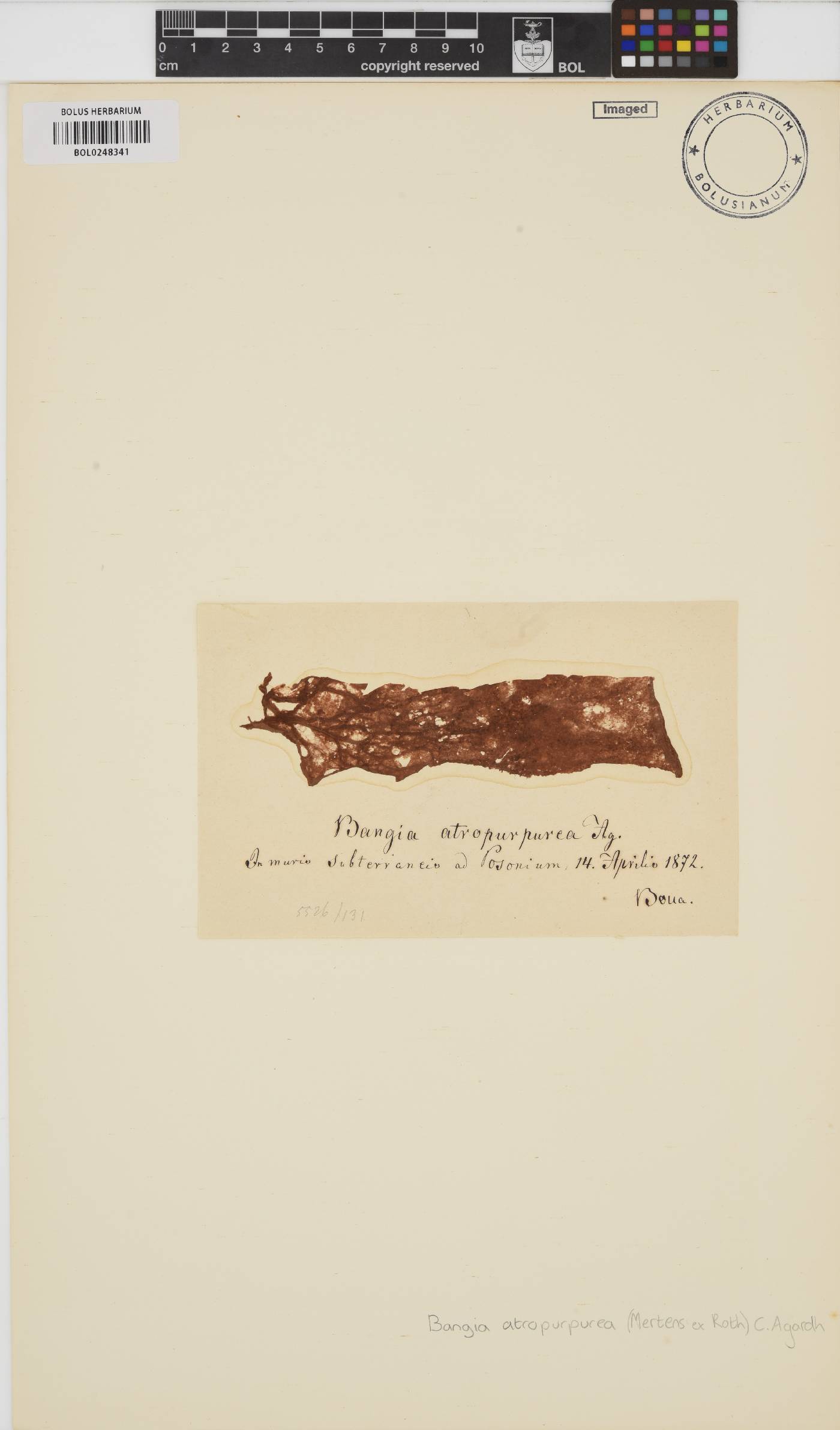 Bangia atropurpurea image