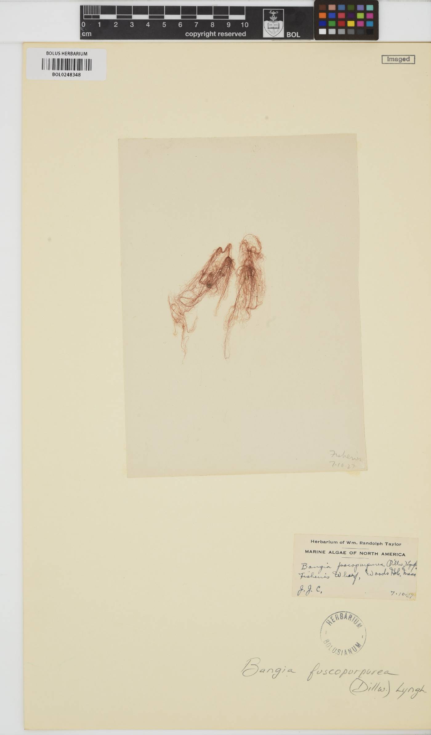 Bangia fuscopurpurea image