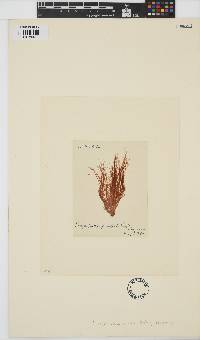 Bangia fuscopurpurea image