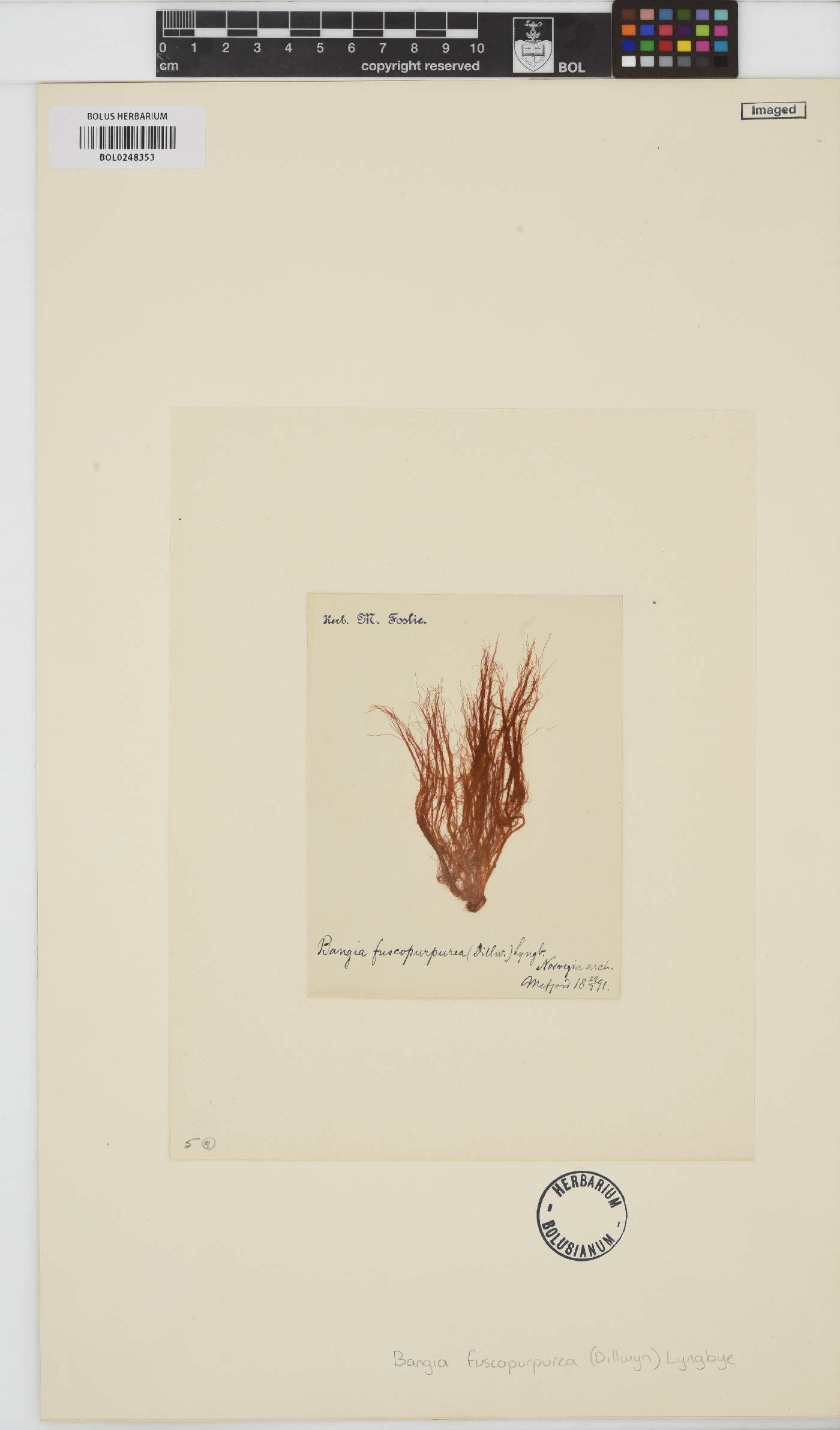 Bangia fuscopurpurea image