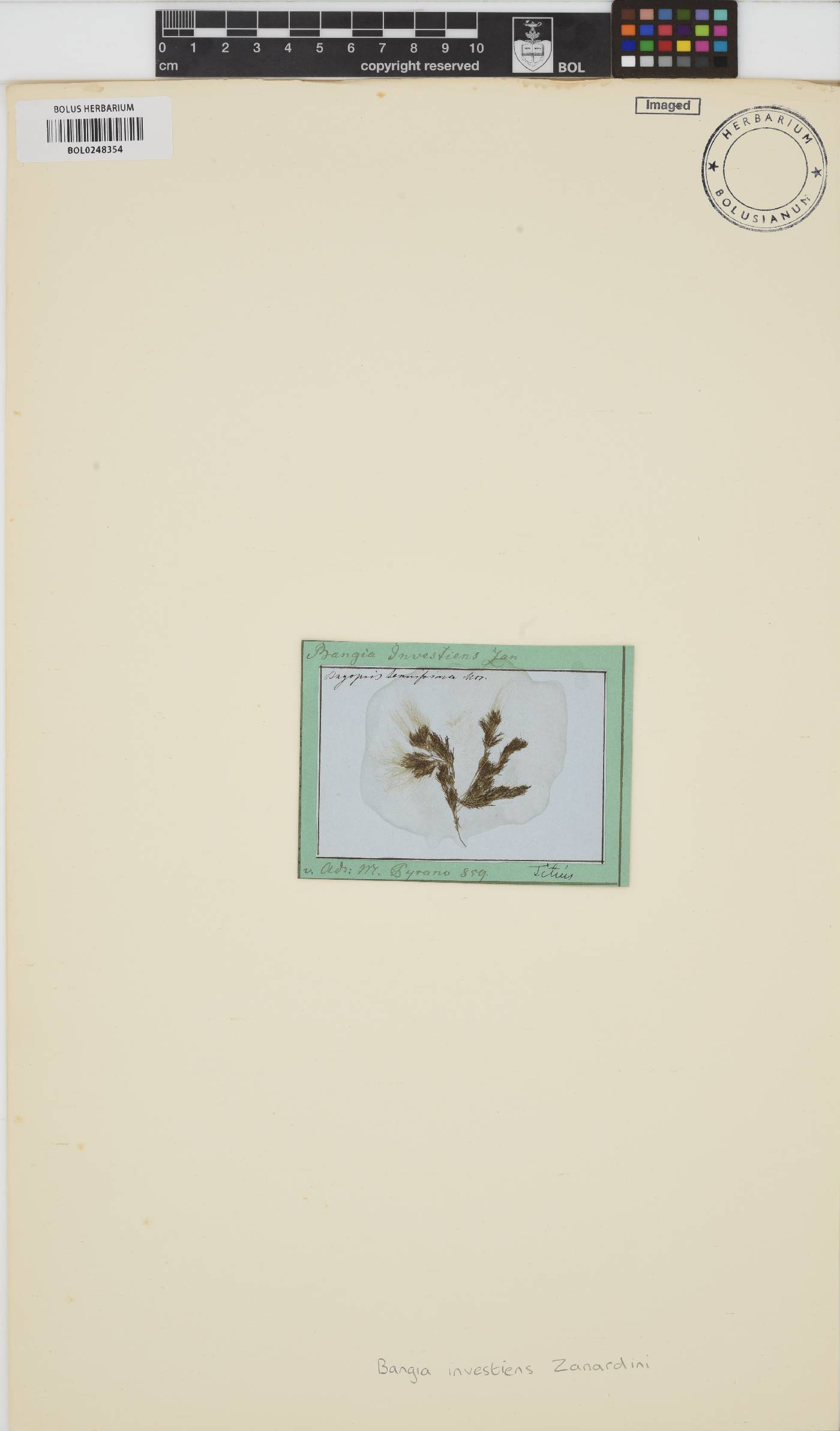 Erythrotrichia investiens image