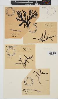Bartoniella crenata image