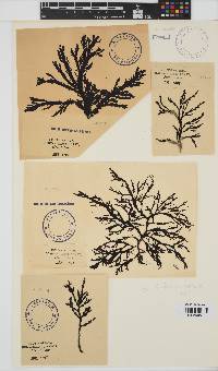 Bartoniella crenata image