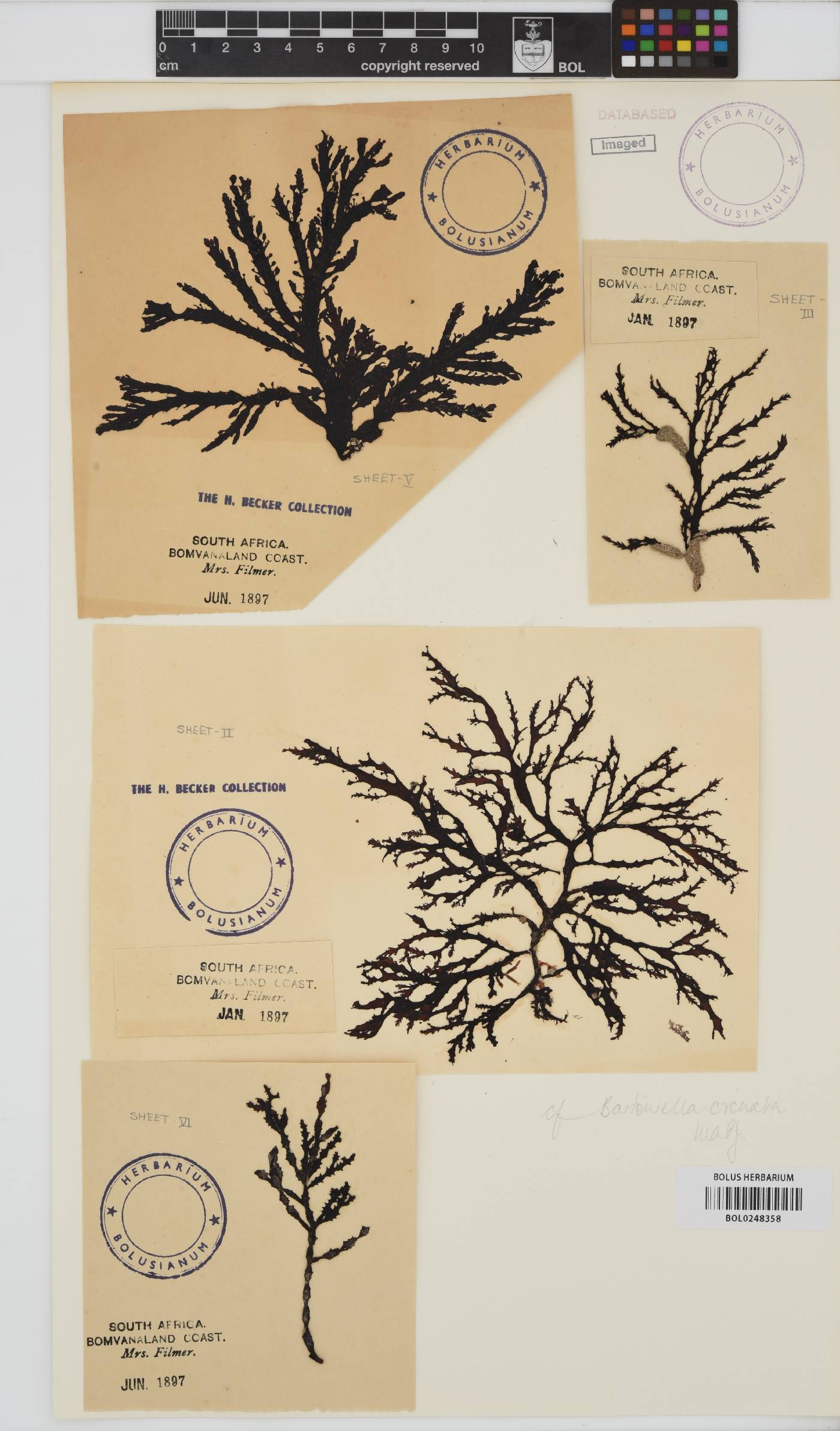 Bartoniella crenata image